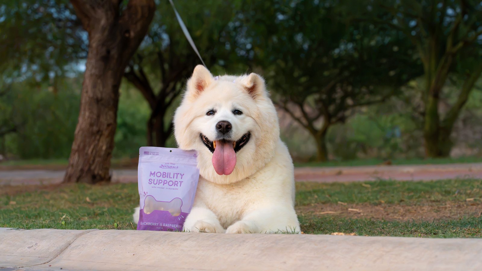 Happy senior Samoyed lying in the grass at the park next to a bag of Dog Treat Naturals Mobility Support postbiotic treats